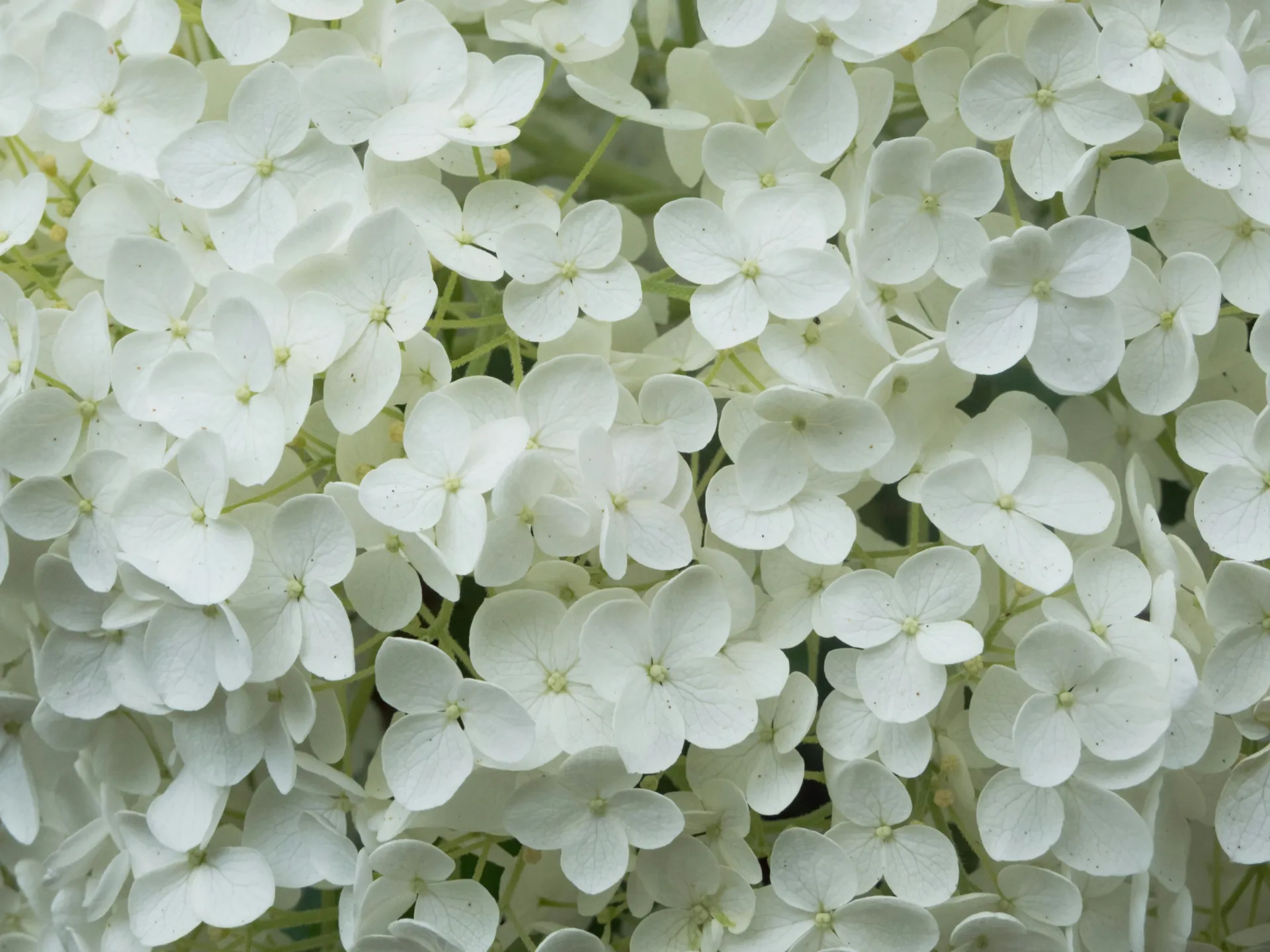 흰색 꽃을 들고 있는 꿈의 상징적 의미를 나타내는 이미지