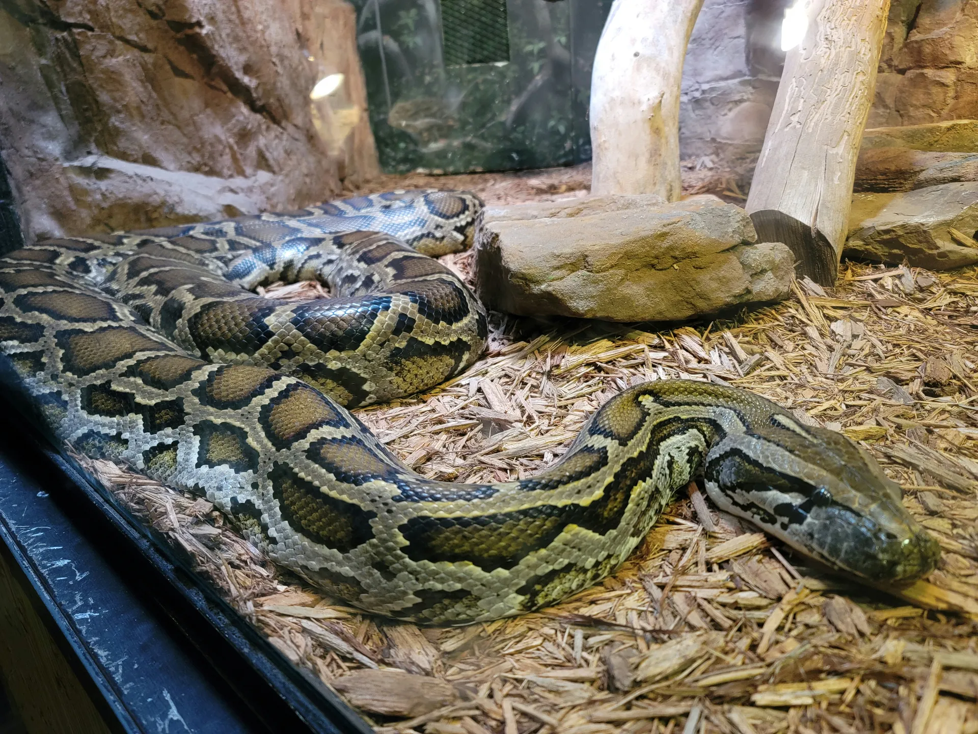 구렁이가 나무 더미 위에 놓여 있는 모습은 억압된 감정과 두려움을 상징합니다.