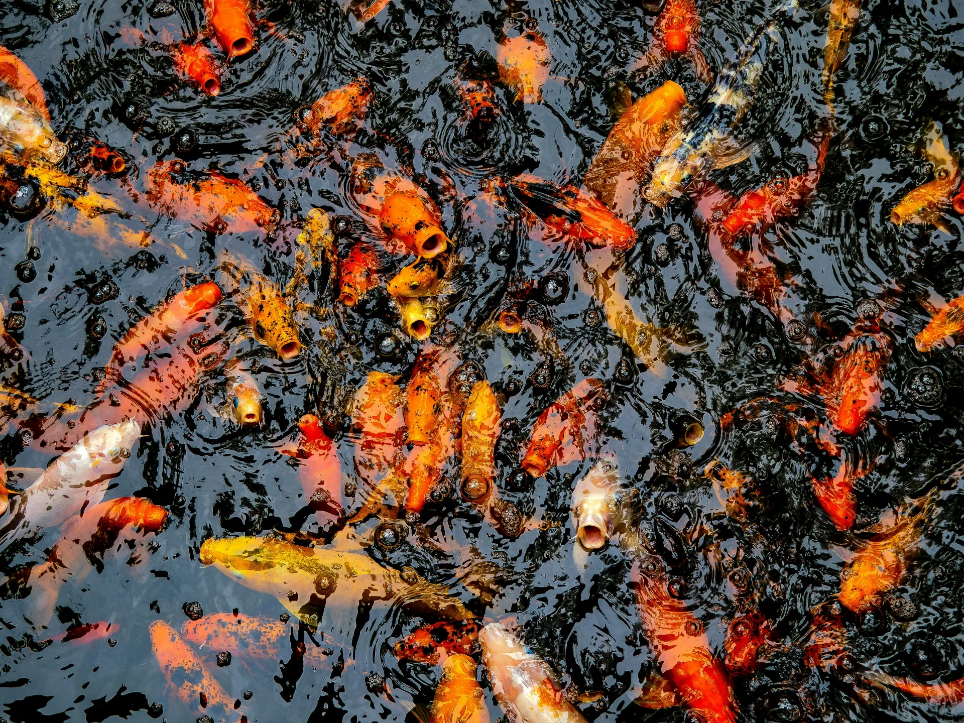 우물에서 큰 잉어가 노는 꿈 해몽 관련 풍요와 명예의 상징