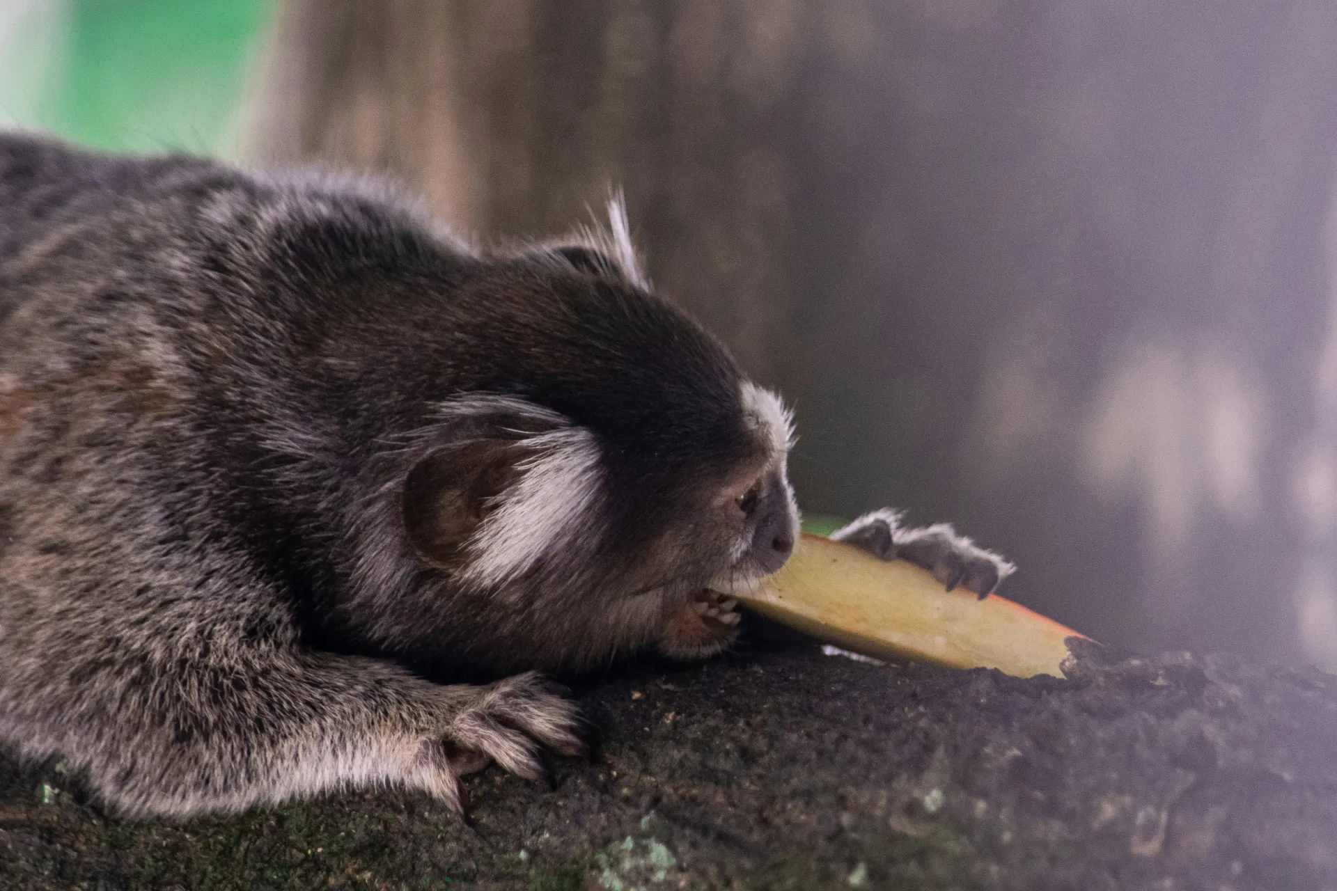아기 개미핥기가 다가오는 꿈 해몽 관련 귀여움과 애정의 상징