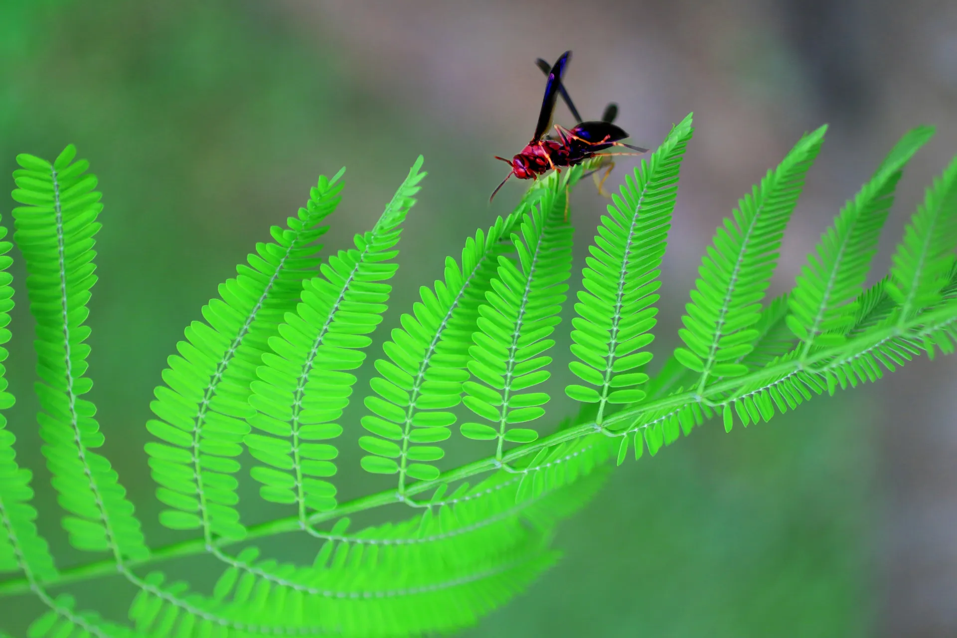 큰 알록달록 말벌 꿈 해몽 관련 의미와 상징