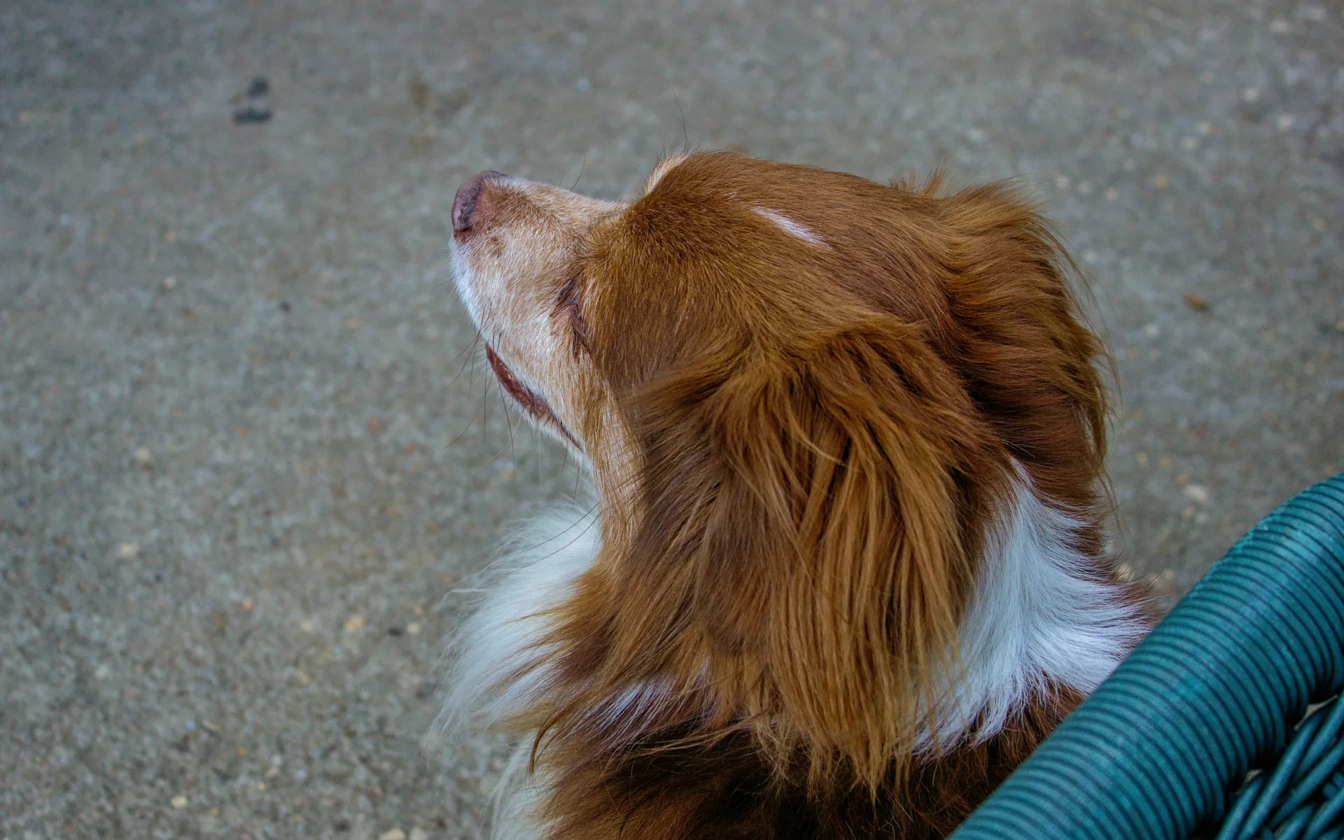 고양이를 품에 안는 꿈 해몽 관련 소통과 기회의 상징