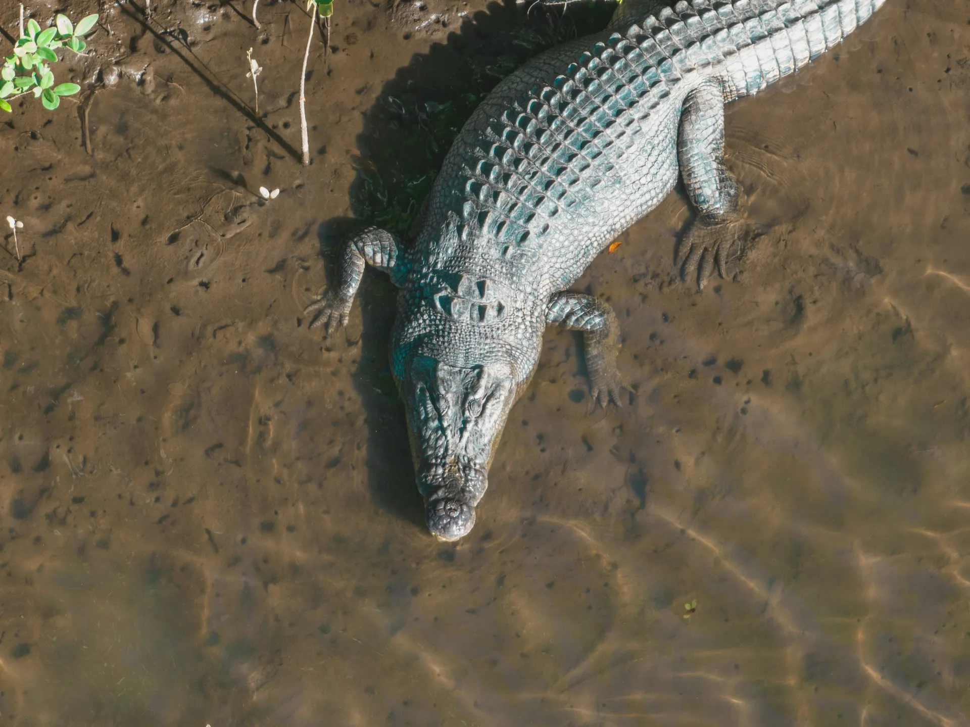 꿈 속 새끼 악어와 가죽을 상징하는 이미지로, 무의식의 두려움과 숨김의 상징을 나타냅니다.