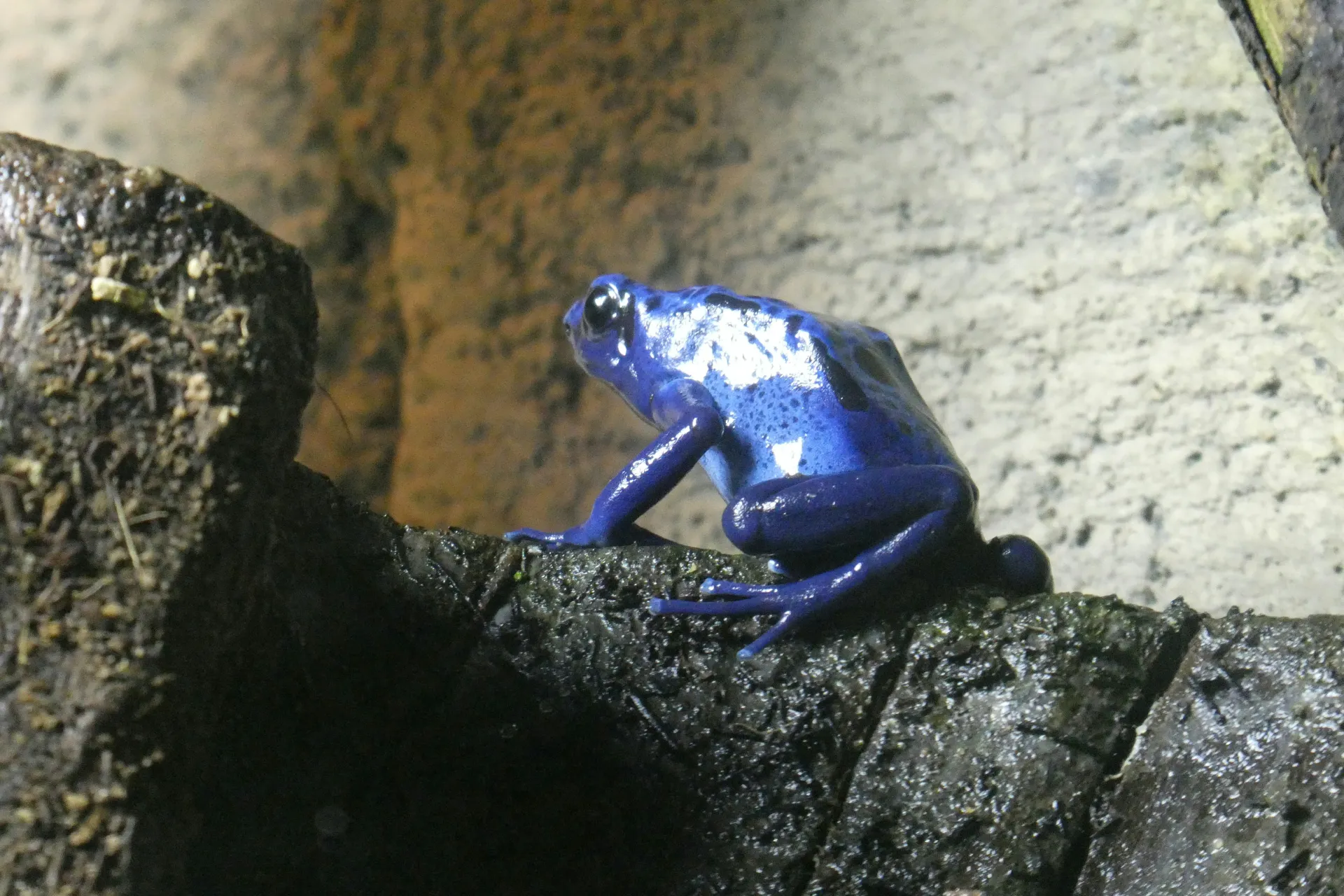 파란 쥐가 꿈에 나타나는 것과 관련된 상징적 의미