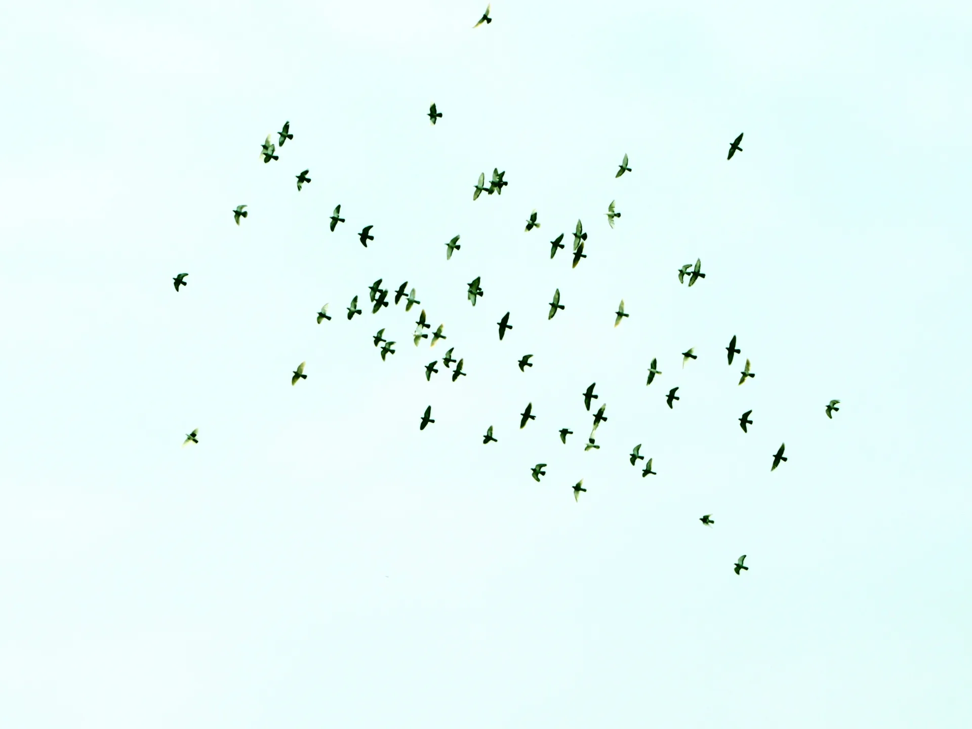 생쥐떼 꿈 해몽과 관련된 불안의 상징