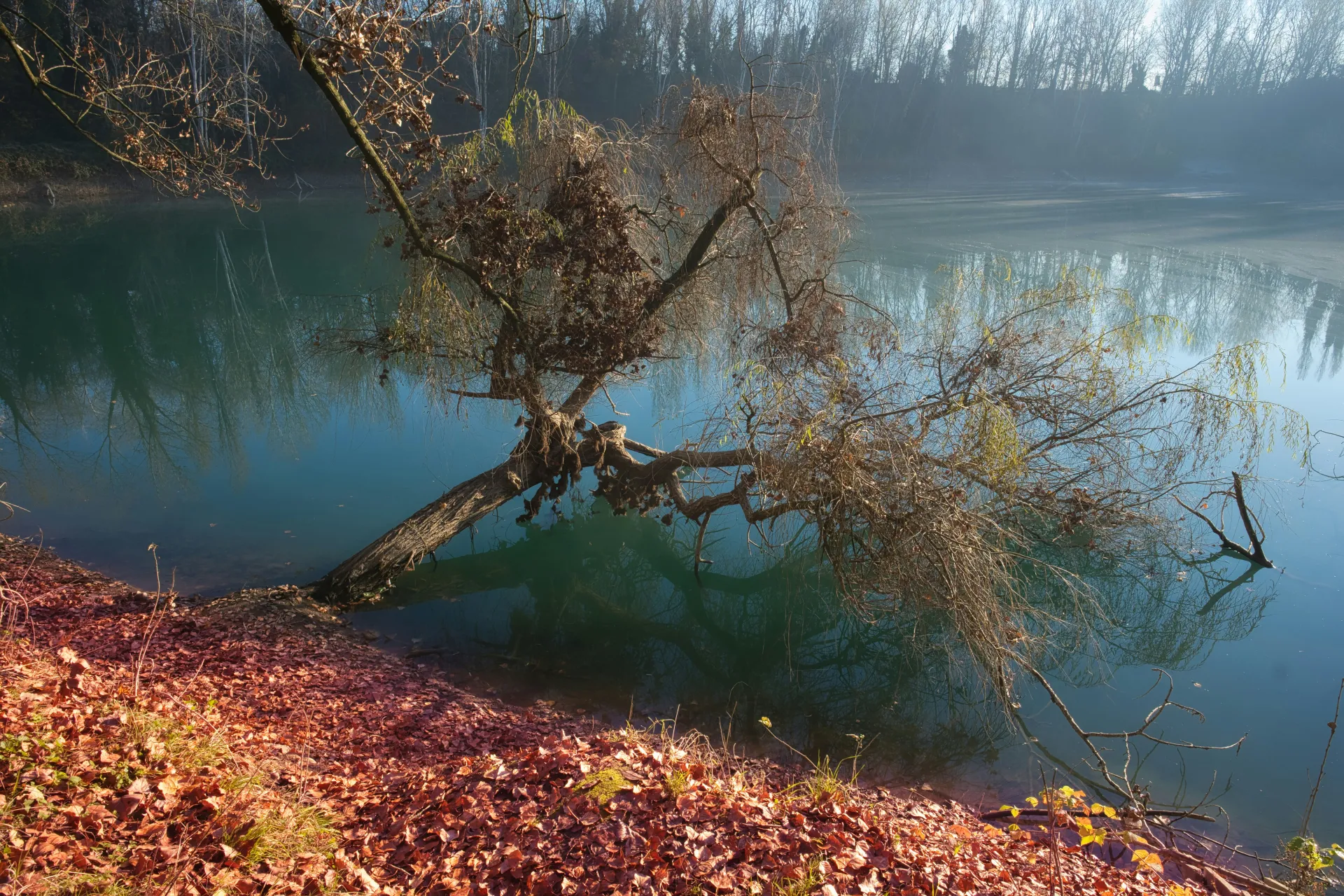 꿈 해몽에서 변화와 정화를 나타내는 나무와 물의 평화로운 이미지