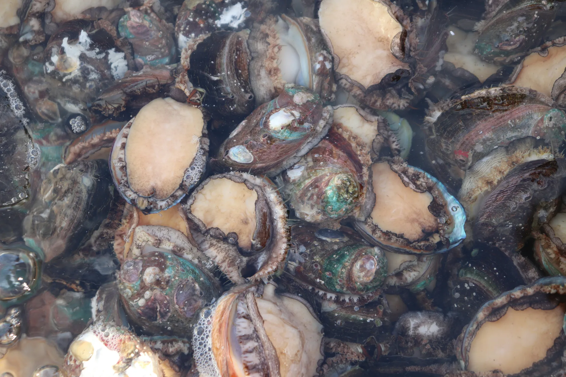 전복과 조개 꿈 해몽 관련 풍요와 기회의 상징