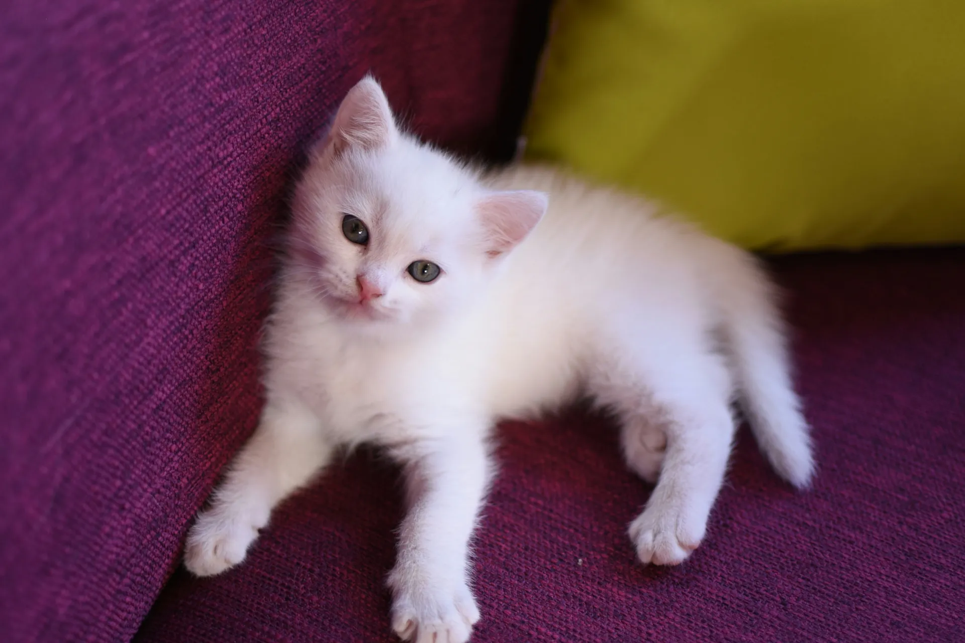 하얀 새끼 고양이가 화사한 소파에 누워있는 모습은 순수함과 새로운 시작의 상징입니다.