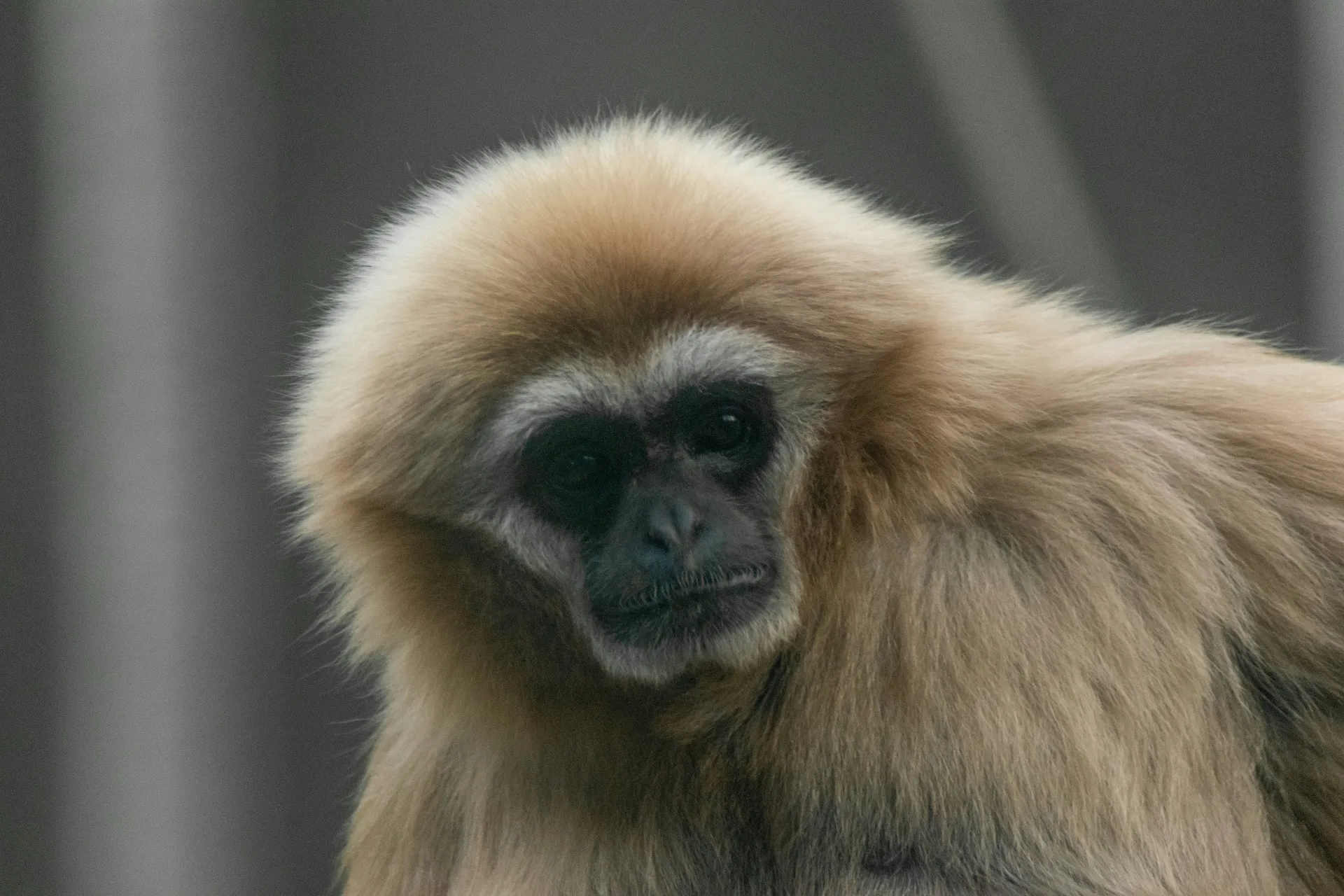 흰색 원숭이가 등장하는 꿈 해몽과 관련된 상징