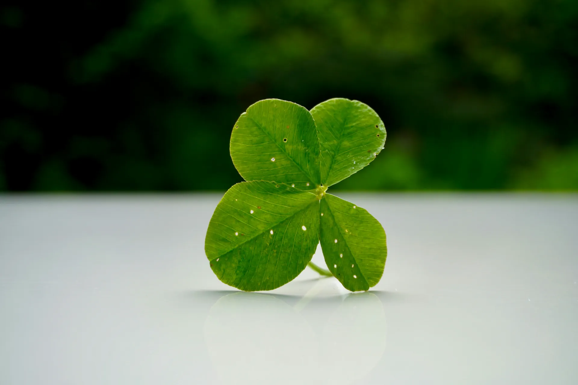 네잎클로버와 벌레의 상징적 의미를 보여주는 이미지