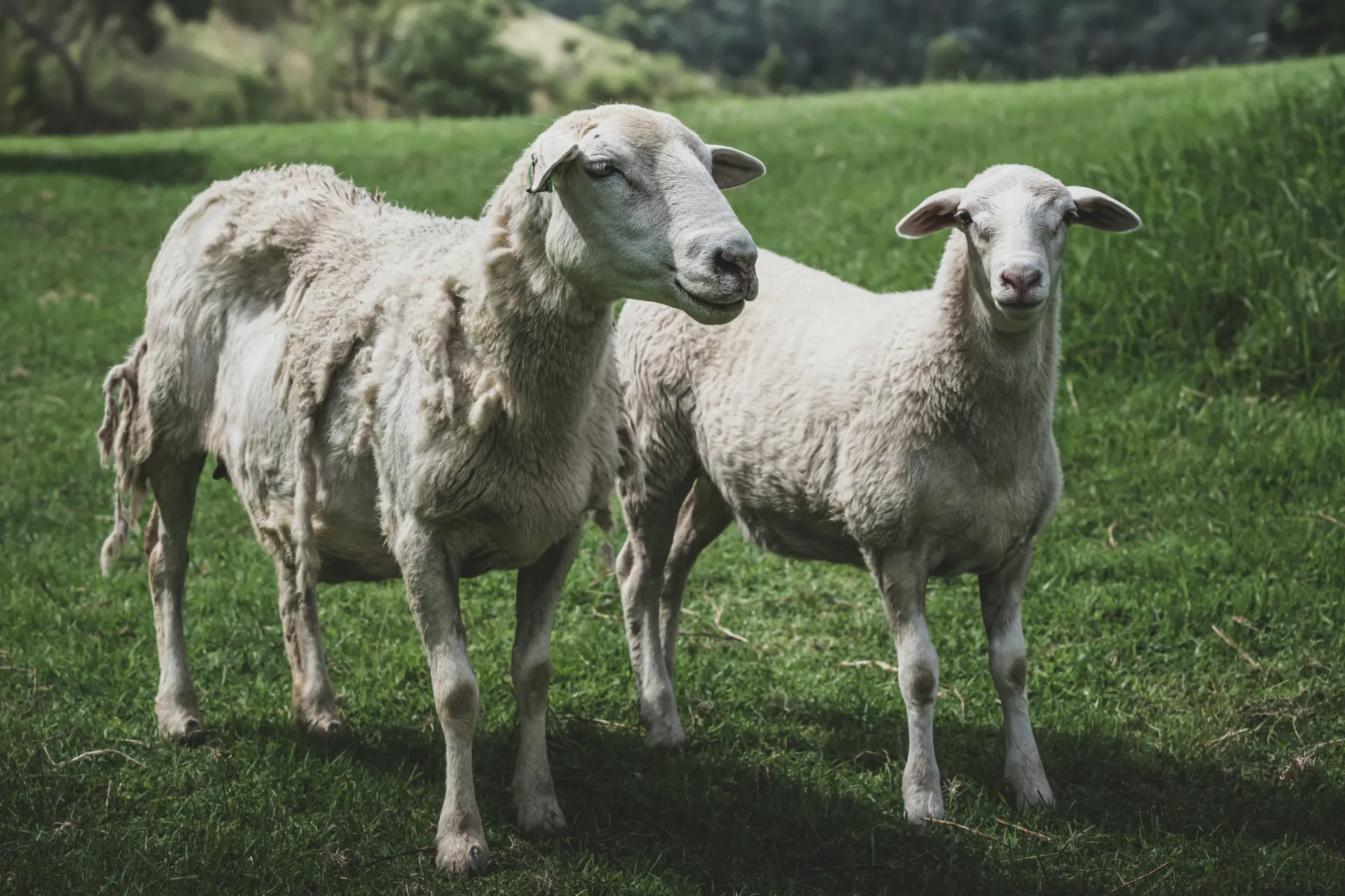 이구아나 꿈 해몽 관련 자기 방어와 재생의 상징 이미지