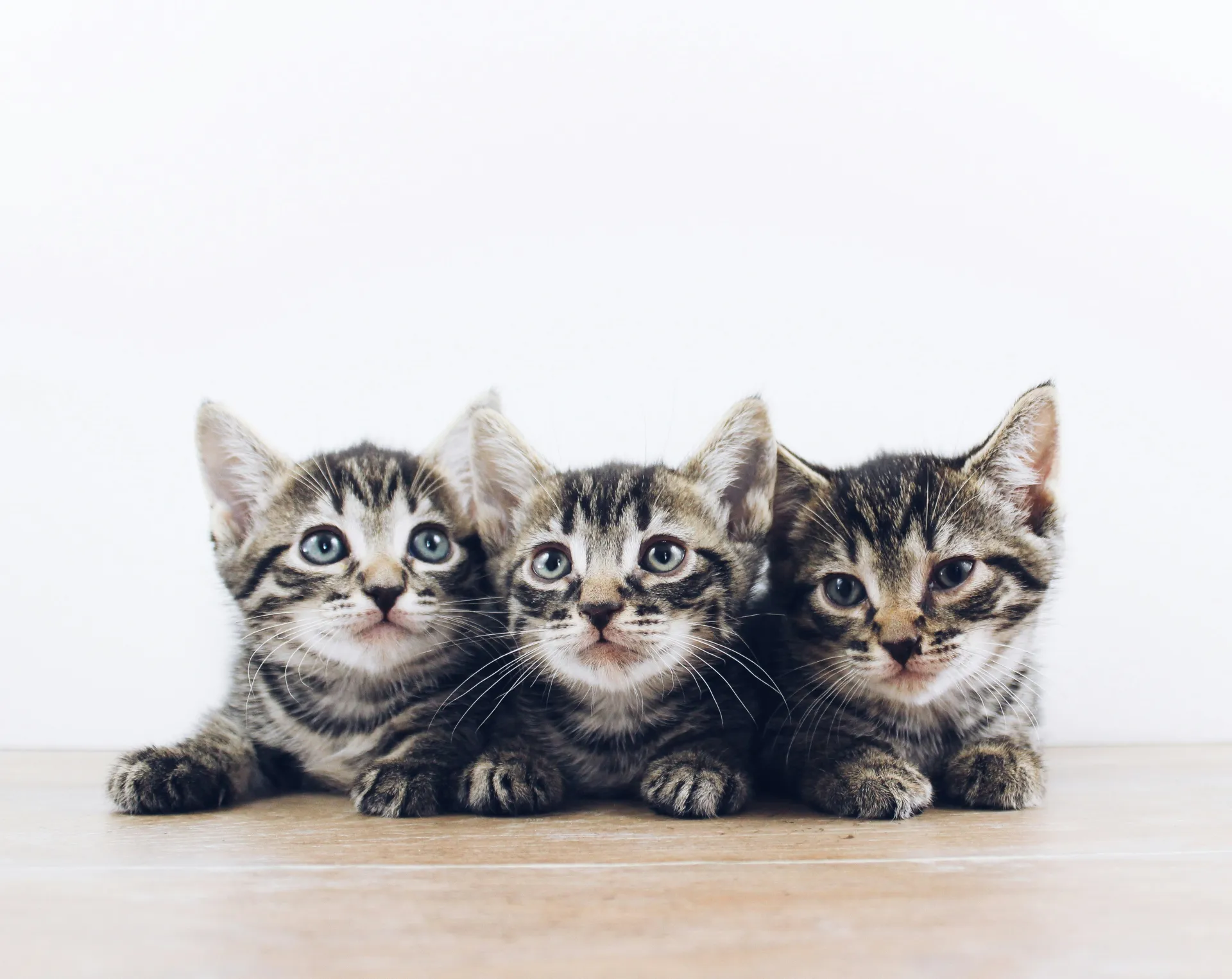 새끼 고양이가 박스에서 나오는 꿈 해몽 관련 상징적인 이미지