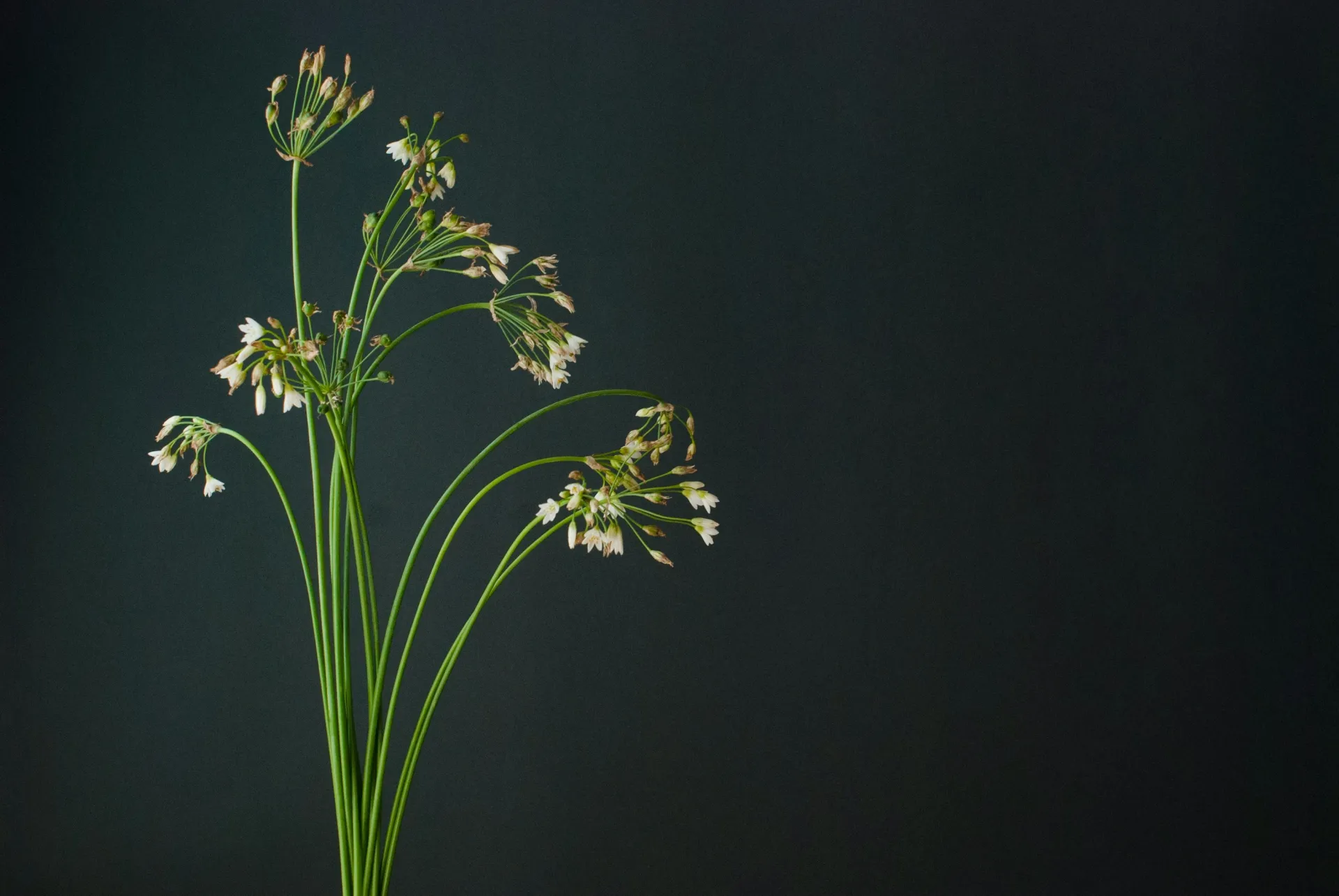 대파 꿈 해몽 관련 풍요와 자손의 상징