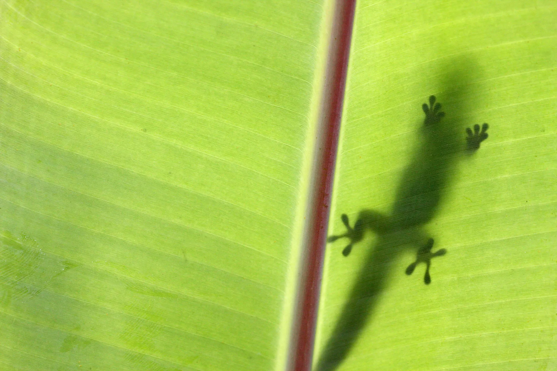 귀신과 숨바꼭질을 하는 꿈의 상징적 의미를 나타내는 이미지